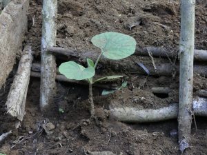 Aceh pumpkin seeds